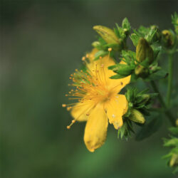 Attivi- ESTRATTO DI IPERICO