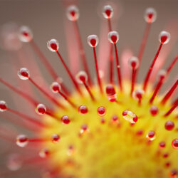 Drosera ramantacea Drosera ramantacea