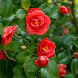 Estratto di Camelia Estratto di Camelia