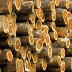 Legno di Panama Legno di Panama