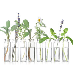 Oli essenziali Oli essenziali